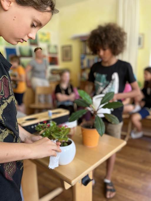Die Pflanzen werden von den Schüler:innen sorgfältig geputzt