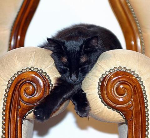totally relaxed cat